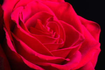 red rose flower close-up on black background
