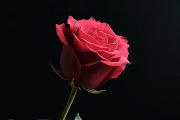 black background and red rose with shadows on flower