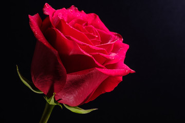 red rose and black background, water drops on petals