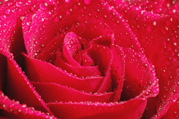rose petals in drops of water macro photo