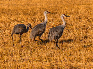Obraz na płótnie Canvas Sandhill Cranes Flocking at the Refuge