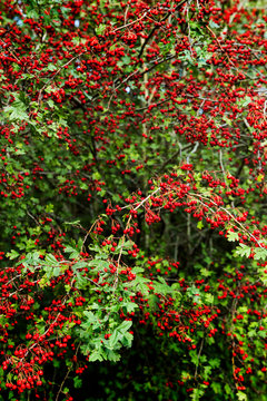 Chokeberry hanging fruitfully from the branches above. This gorgeous red fruit is insatiable. 