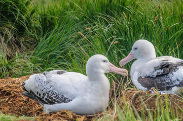 A Giant Wandering Albatross - Diomedea exulans - couple on their nest on Prion Island, South Georgia. These giant sea birds oftentimes form dedicated couples.