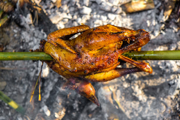 Wild chicken grilled in forest camping