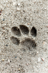 Little dog foot print in the sand, where the foot has dipped in and out leaving the perfect mark.