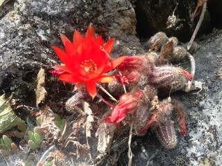 赤いサボテンの花