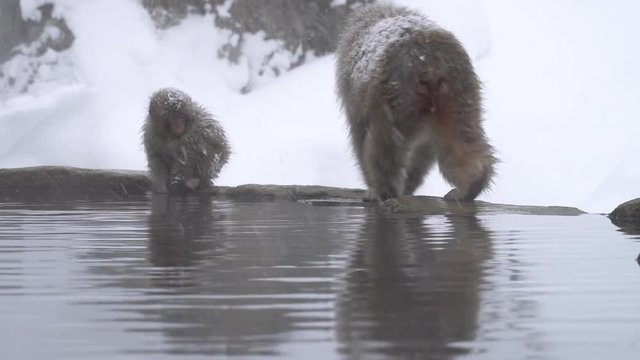 温泉に入浴する地獄谷野猿公苑の猿(snow monkey)