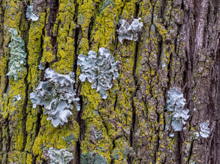Lichens on the bark of a tree image with copy space