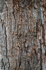 Tree bark background texture pattern. Wood texture.