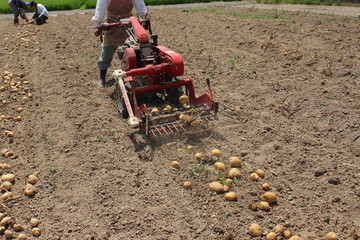 ジャガイモ掘り起こし
