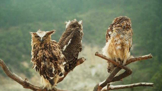 three javanese owls on dry tree branch. owls living on Dieng plateau on island Java, Indonesia