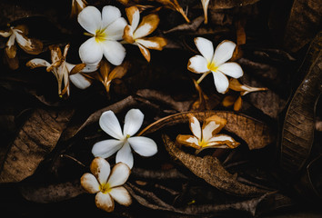 Fototapeta premium Fallen white plumeria