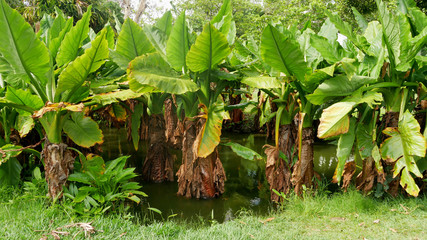 Tropical vegetation Mauritius island