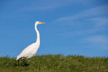 White Heron walking through tall, green grass on a sunny spring afternoon