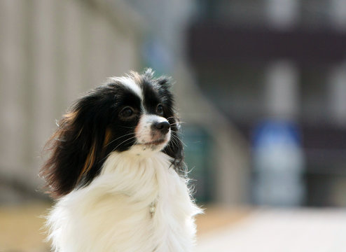 Portrait of a falen close-up. A dog with hanging ears on a blurred background. Cute puppy posing in profile on the street. Continental Toy Spaniel. Free space for text. Horizontal image.
