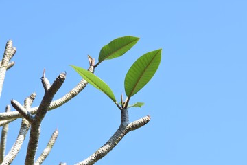 branch of a tree on background of blue sky
