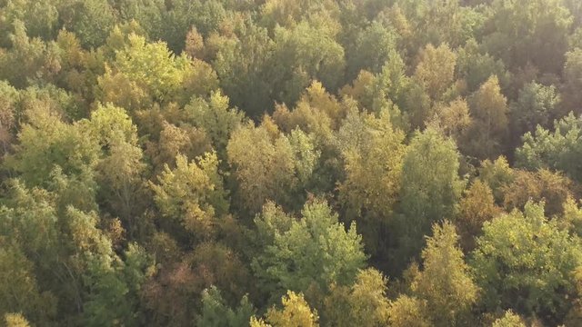 Aerial backward flight over autumn trees in forest