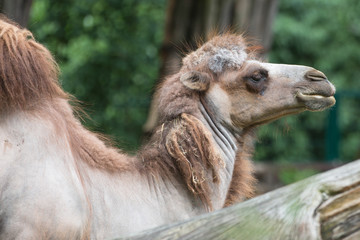 Trampeltier Zweihöckriges Baktrisches Kamel (Camelus ferus)