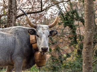 Cow with Bell in the Mountains of Southern Italy