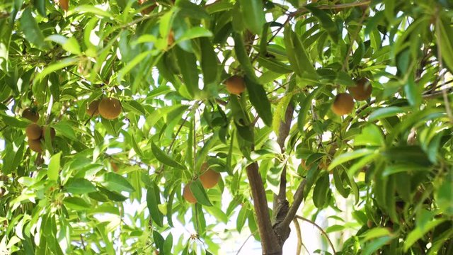 tropical fruit sapodilla on tree branch. Tropical plant sapodilla with brown fruits and green leaves