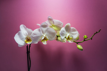 Orchid flower. White Orchid flowers isolated on lilac background