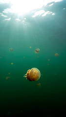 Obraz na płótnie Canvas Jellyfish Lake in Palau is an enclosed marine lake containing millions of Golden and Moon Jellyfish. Unlike jellyfish commonly Palau's jellyfish have evolved not to sting in the absence of predators.