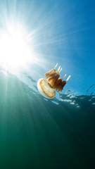 Jellyfish Lake in Palau is an enclosed marine lake containing millions of Golden and Moon...