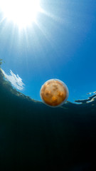 Jellyfish Lake in Palau is an enclosed marine lake containing millions of Golden and Moon...