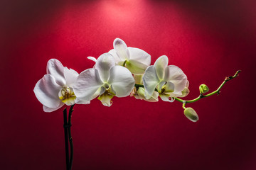 Orchid flower. White Orchid flowers isolated on red background