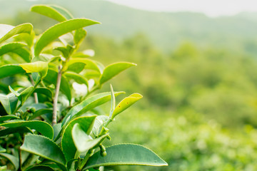 Tea plantations planted on beautiful mountains