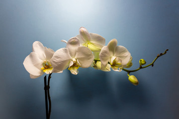 Orchid flower. White Orchid flowers isolated on blue background
