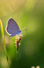 Gray butterfly on grass