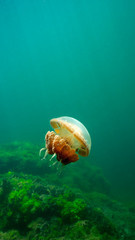 Jellyfish Lake in Palau is an enclosed marine lake containing millions of Golden and Moon...