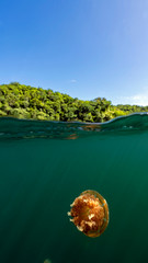 Jellyfish Lake in Palau is an enclosed marine lake containing millions of Golden and Moon...