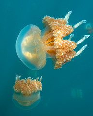 Jellyfish Lake in Palau is an enclosed marine lake containing millions of Golden and Moon...