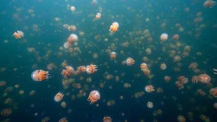 Jellyfish Lake in Palau is an enclosed marine lake containing millions of Golden and Moon...