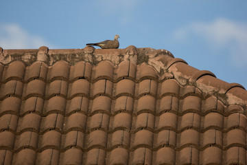 Common Myna bird on house roof