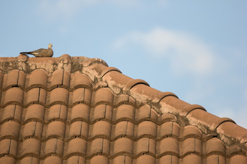 Common Myna bird on house roof
