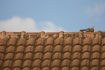 Common Myna bird on house roof