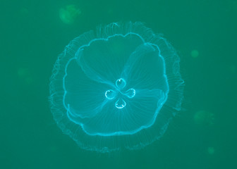 Jellyfish Lake in Palau is an enclosed marine lake containing millions of Golden and Moon Jellyfish. Unlike jellyfish commonly Palau's jellyfish have evolved not to sting in the absence of predators.