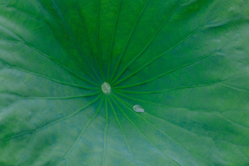 Close-up of lotus leaf with water drop