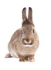 Rabbit isolated