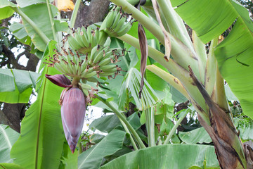 Obraz premium Banana blossom with young fruit hanging on banana tree.