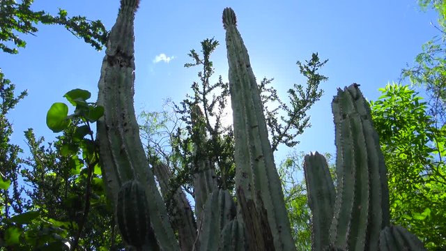 Mexico. La Paz. Cactus Park.