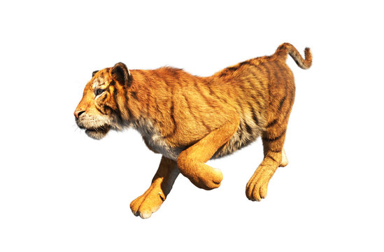 Tiger trotting isolated on white background