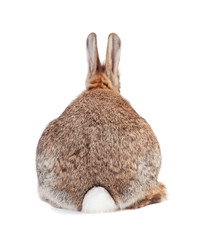 Rabbit from behind - 241826043