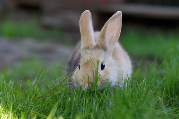 kleines braunes kaninchen 1