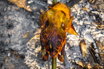 Wild chicken grilled in forest camping