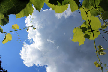 maple leaves against blue sky