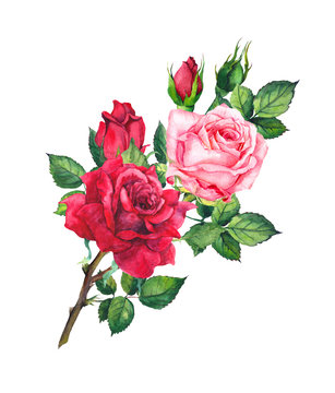 Red and pink roses bouquet. Isolated watercolor